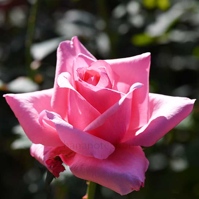 バラ カリーナ｜花の手帖の薔薇図鑑