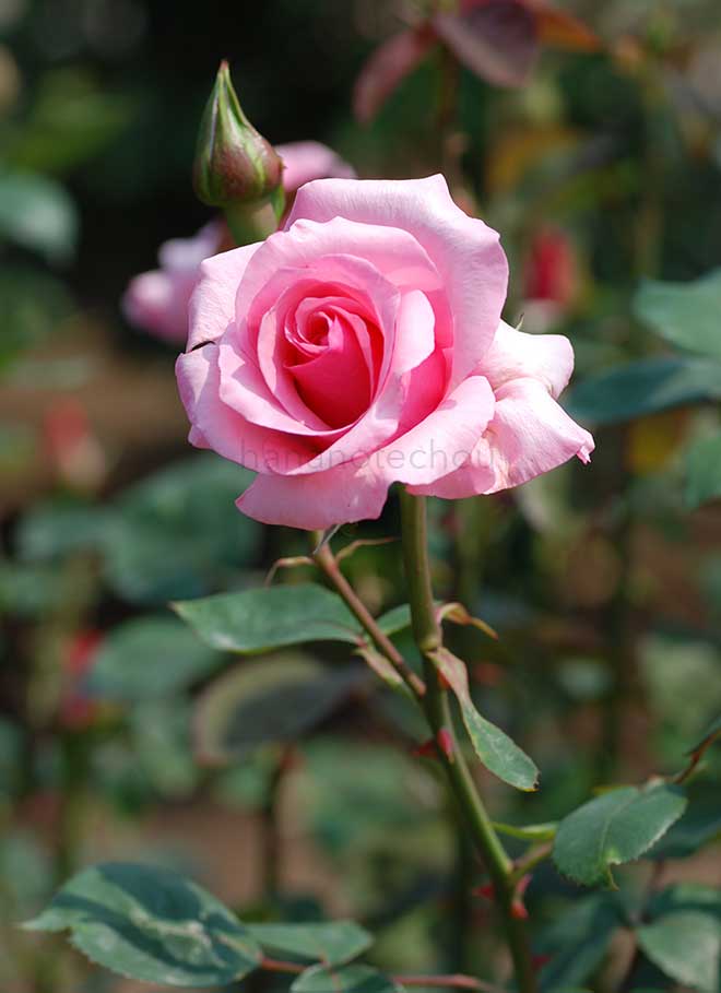バラ カリーナ｜花の手帖の薔薇図鑑