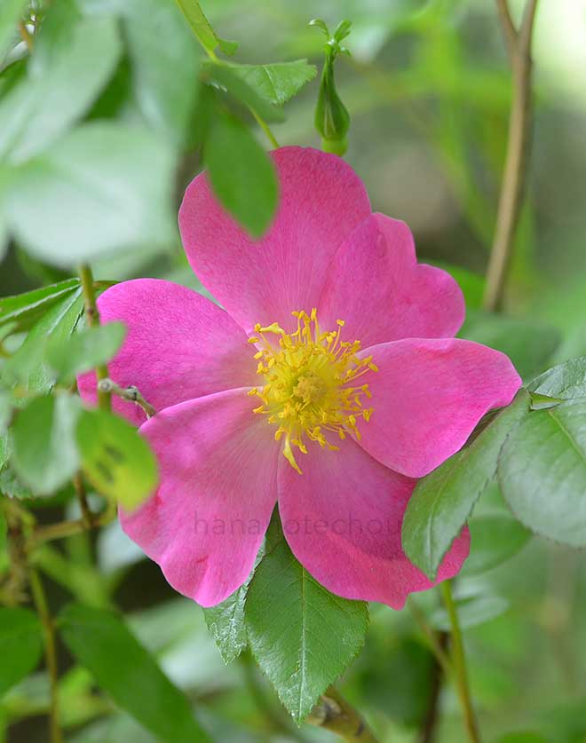 バラ カーリンズ リズム｜花の手帖の薔薇図鑑