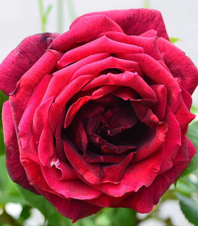 バラ カルメン|花の手帖の薔薇図鑑