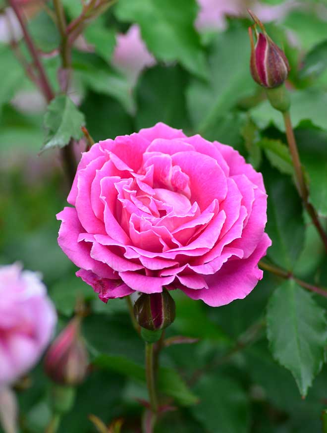 バラ カーネーション｜花の手帖の薔薇図鑑