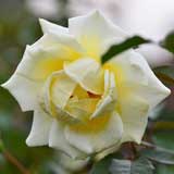 バラ ｜花の手帖の薔薇図鑑