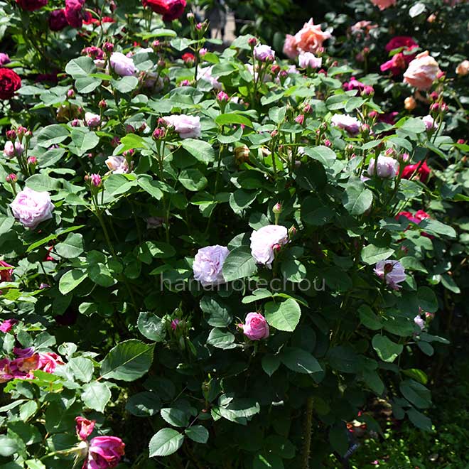 バラ キャロリン デ ソンサル｜花の手帖の薔薇図鑑