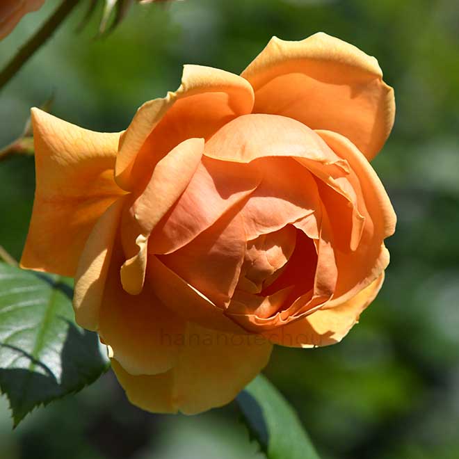 バラ キャロリンナイト｜花の手帖の薔薇図鑑