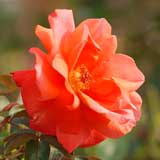 バラ ケーリーグラント｜花の手帖の薔薇図鑑