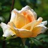 バラ カサノバ｜花の手帖の薔薇図鑑