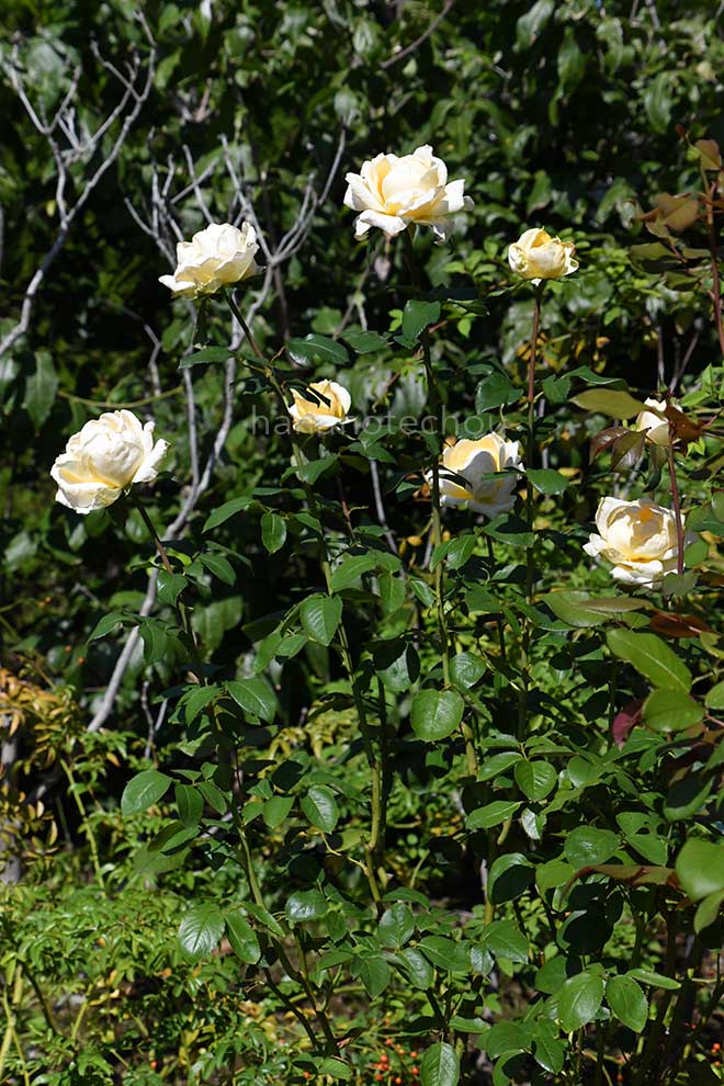 バラ カサノバ｜花の手帖の薔薇図鑑