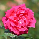 バラ キャサリンコルデス｜花の手帖の薔薇図鑑