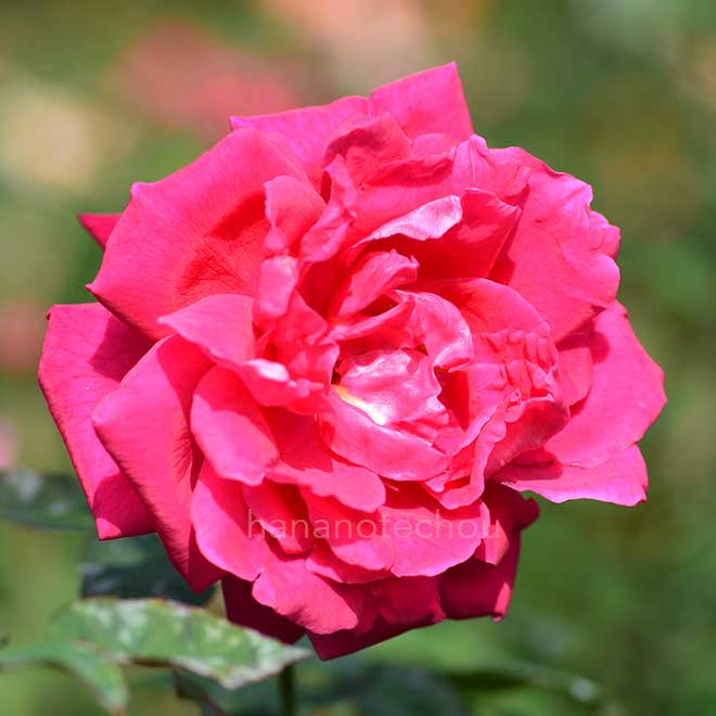 バラ キャサリン コルデス｜花の手帖の薔薇図鑑