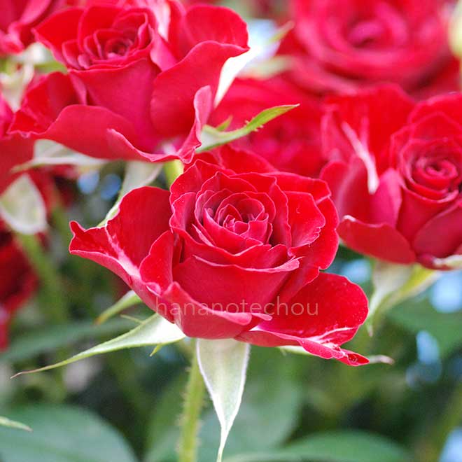 バラ キャバティバ｜花の手帖の薔薇図鑑