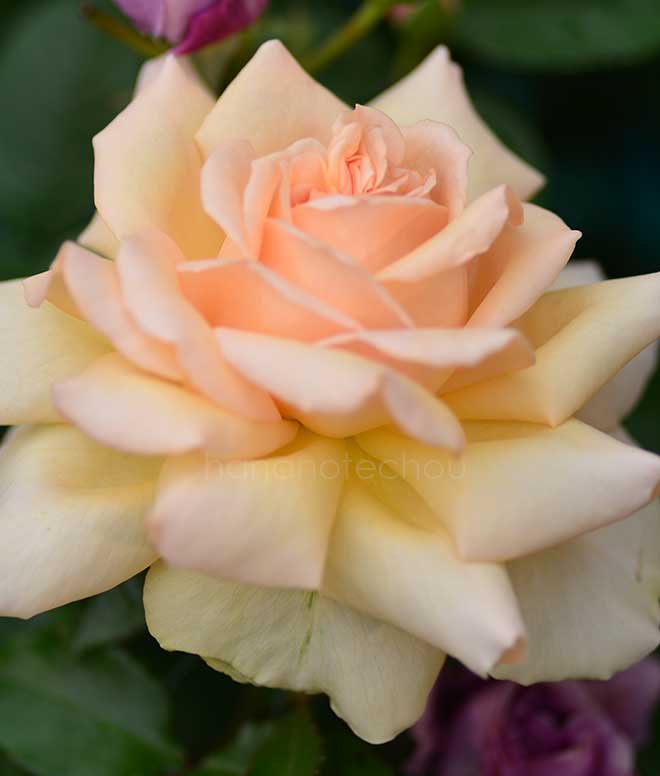 バラ キャンドスビューティ｜花の手帖の薔薇図鑑