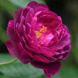 バラ ｜花の手帖の薔薇図鑑