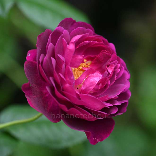 バラ キアンチ｜花の手帖の薔薇図鑑