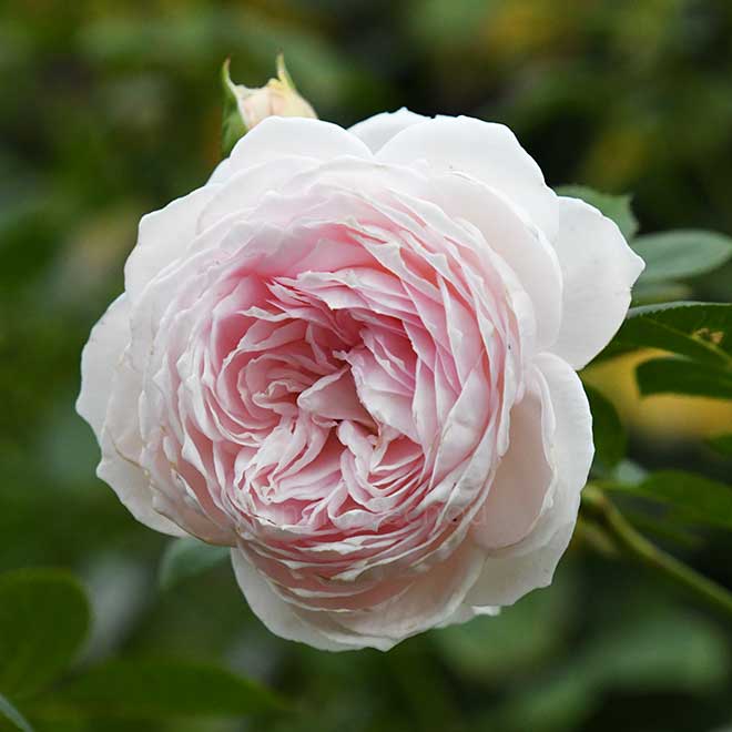 バラ クリスティアーナ｜花の手帖の薔薇図鑑