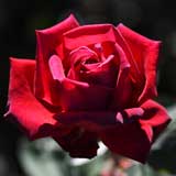 バラ クリスチャン ディオール｜花の手帖の薔薇図鑑