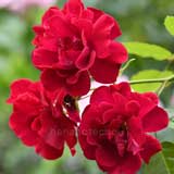 バラ |花の手帖の薔薇図鑑