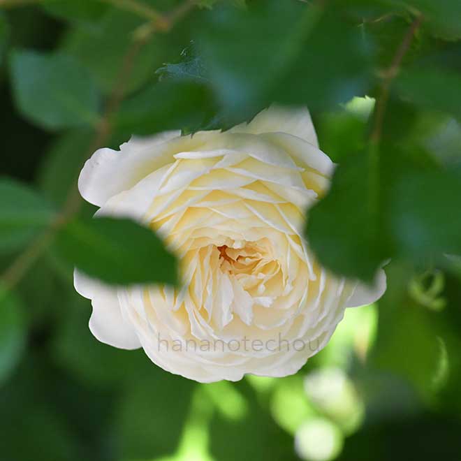 バラ クレア オースチン｜花の手帖の薔薇図鑑