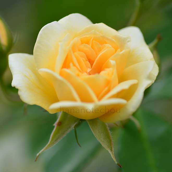 バラ クレール ジャキエ|花の手帖の薔薇図鑑