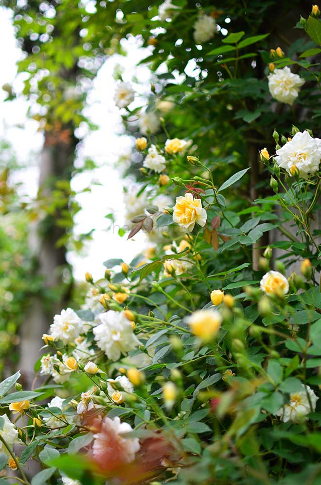 バラ クレール ジャキエ|花の手帖の薔薇図鑑