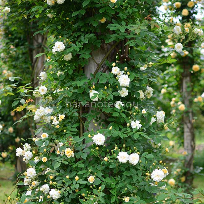 バラ クレール ジャキエ|花の手帖の薔薇図鑑