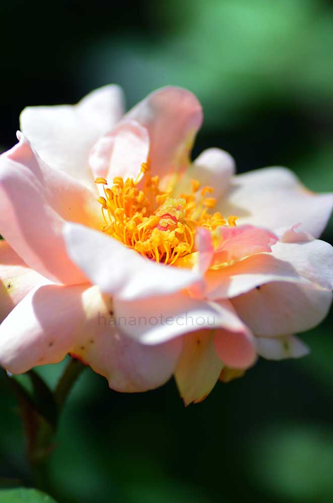 バラ クレアマーティン｜花の手帖の薔薇図鑑