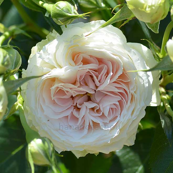 バラ クラリス｜花の手帖の薔薇図鑑