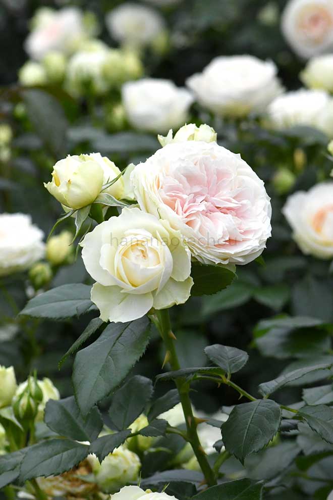 バラ クラリス｜花の手帖の薔薇図鑑