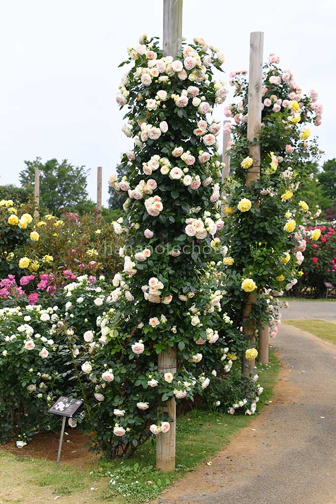 バラ クラリス｜花の手帖の薔薇図鑑