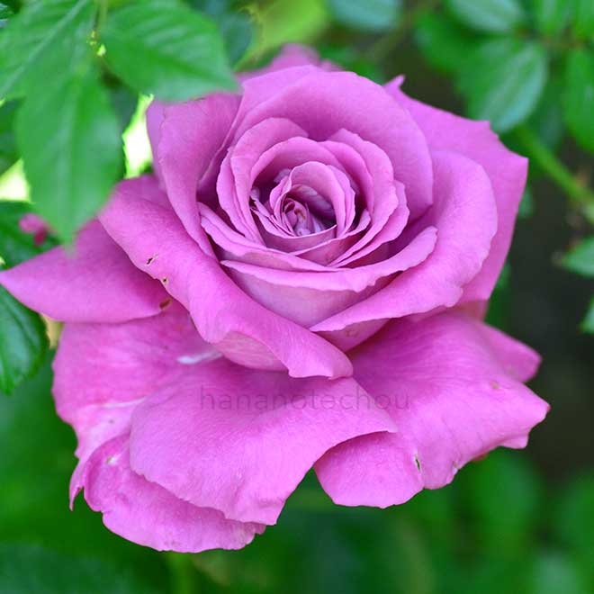 バラ クロード ブラッスール｜花の手帖の薔薇図鑑