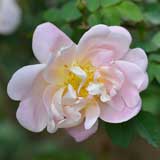 バラ クラウスグロウス｜花の手帖の薔薇図鑑