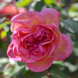 バラ クレメンティナ カルボニエリ｜花の手帖の薔薇図鑑