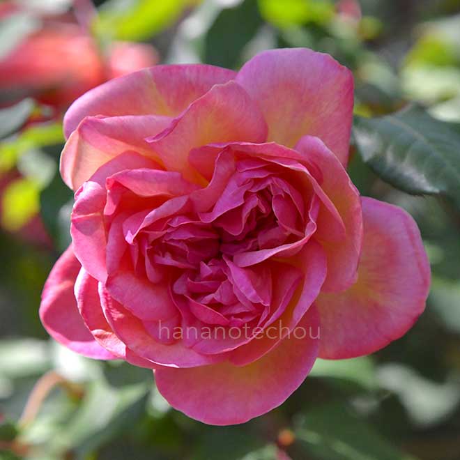 バラ クレメンティナ カルボニエリ|花の手帖の薔薇図鑑