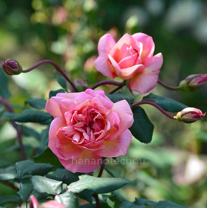 バラ クレメンティナ カルボニエリ|花の手帖の薔薇図鑑