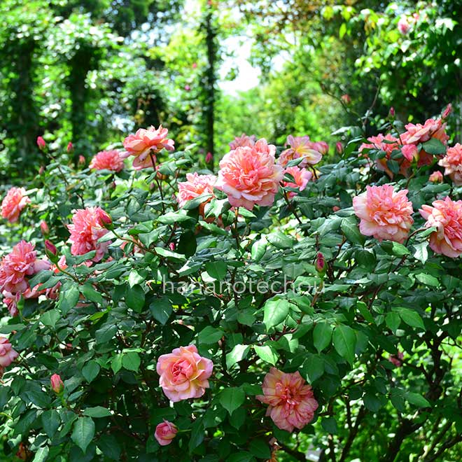 バラ クレメンティナ カルボニエリ|花の手帖の薔薇図鑑