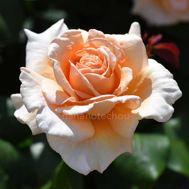 バラ クローダ マグレディ|花の手帖の薔薇図鑑