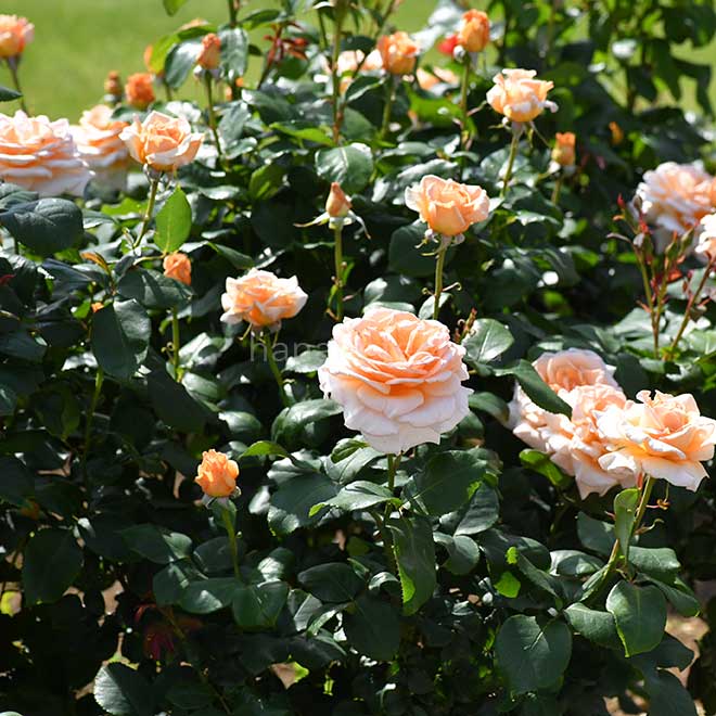 バラ クローダ マグレディ|花の手帖の薔薇図鑑