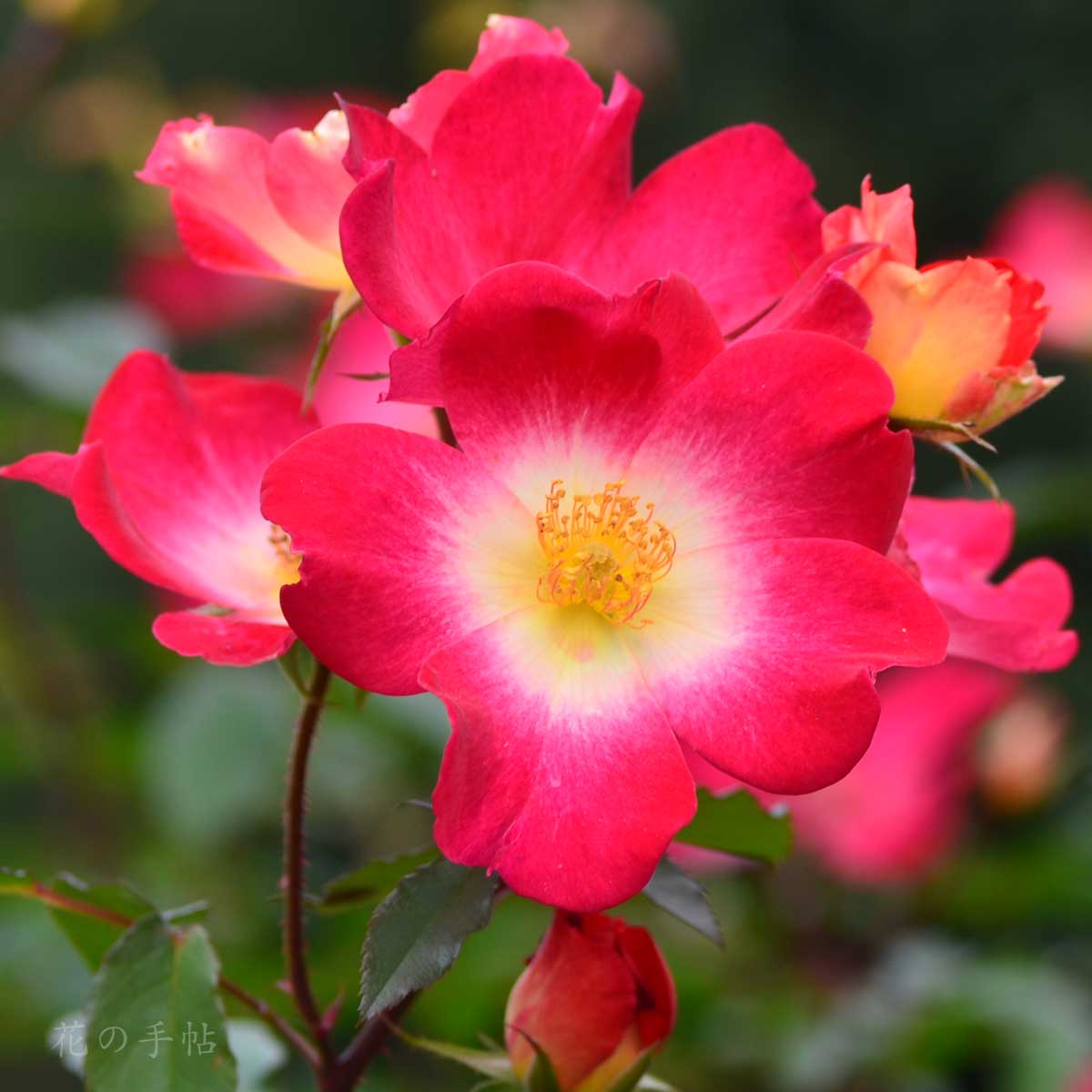 バラ カクテル|花の手帖の薔薇図鑑