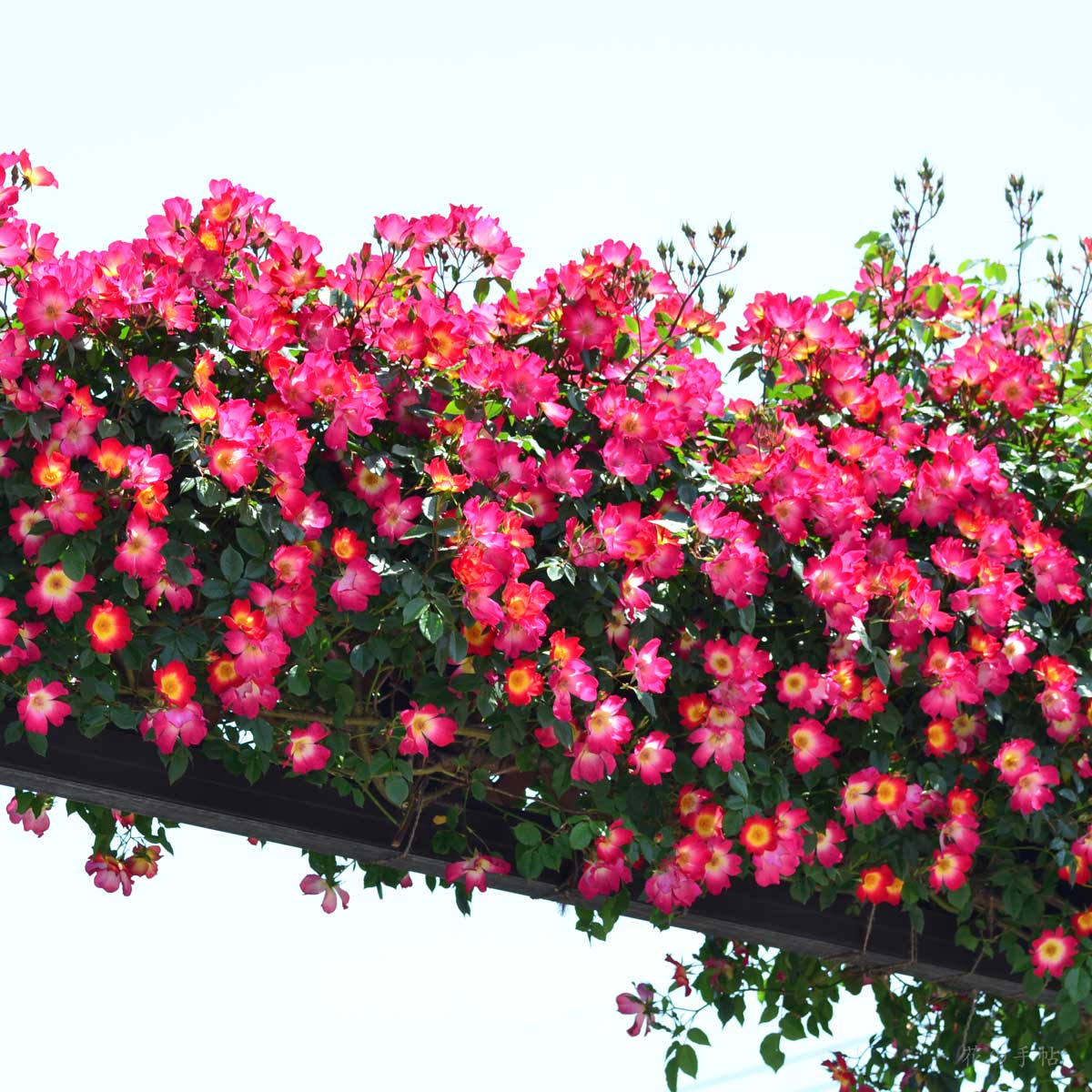 バラ カクテル|花の手帖の薔薇図鑑