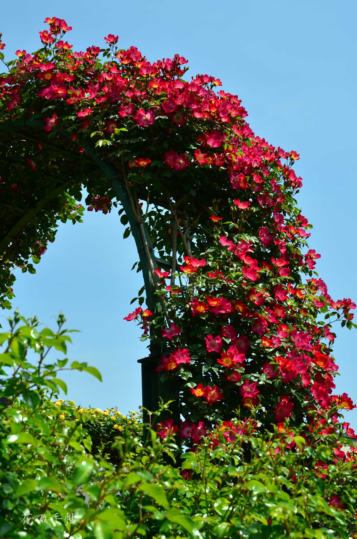 バラ カクテル|花の手帖の薔薇図鑑