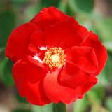 バラ ココリコ｜花の手帖の薔薇図鑑