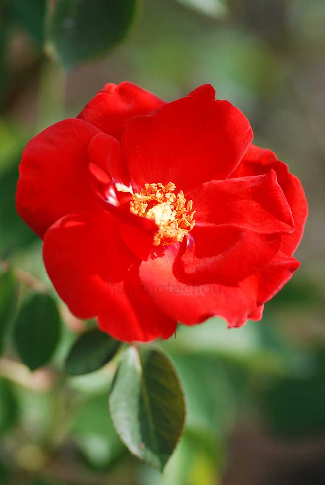 バラ ココリコ|花の手帖の薔薇図鑑