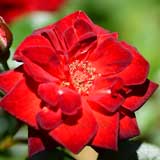 バラ コーヒービーン｜花の手帖の薔薇図鑑