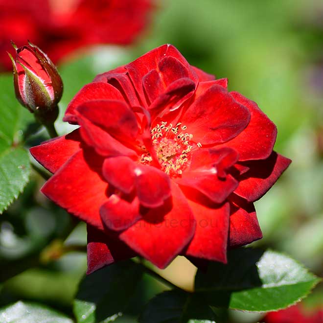 バラ コーヒー ビーン｜花の手帖の薔薇図鑑