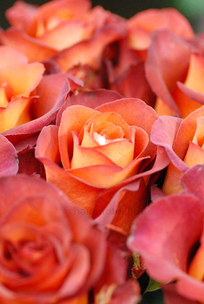 バラ コーヒー ブレイク|花の手帖の薔薇図鑑