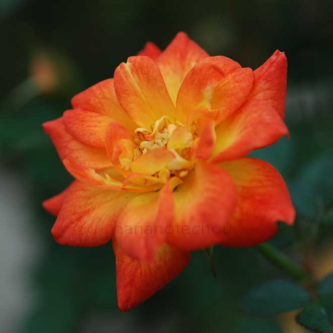 バラ コリブリ|花の手帖の薔薇図鑑