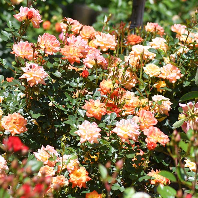 バラ コリブリ|花の手帖の薔薇図鑑