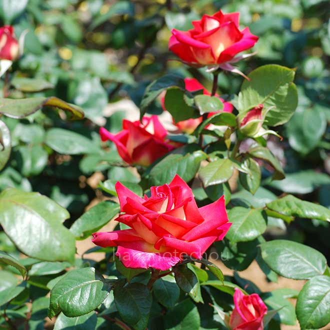 バラ コロラマ｜花の手帖の薔薇図鑑