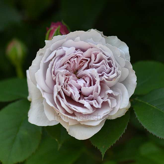 バラ カラー オブ ジュピター｜花の手帖の薔薇図鑑