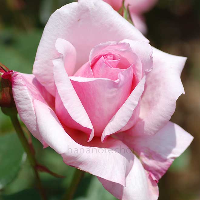 バラ コロンブス クイーン｜花の手帖の薔薇図鑑