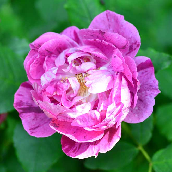 バラ コマンダン ボールペール|花の手帖の薔薇図鑑